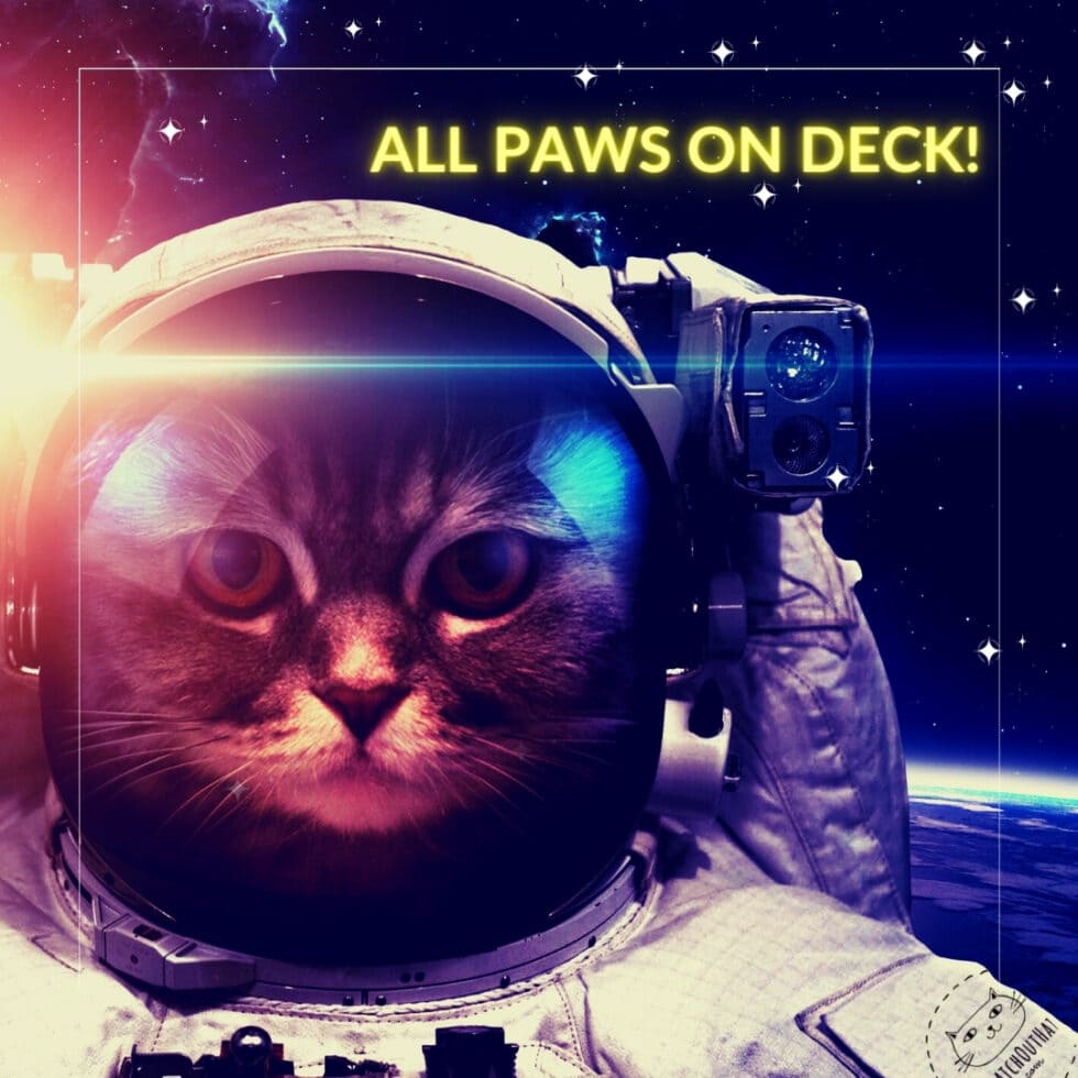 All Paws On Deck
